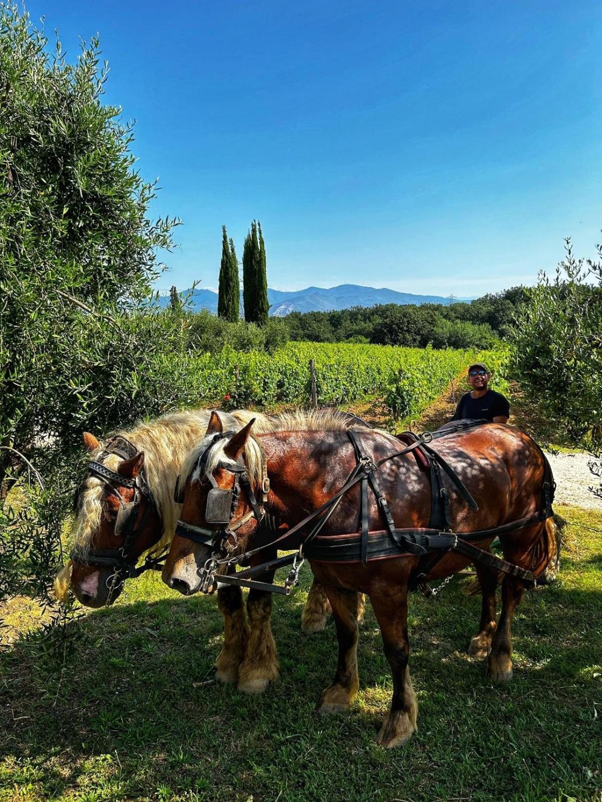 Agriturismo Gli Archi 파우글리아 외부 사진